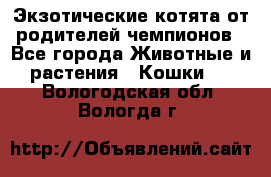  Экзотические котята от родителей чемпионов - Все города Животные и растения » Кошки   . Вологодская обл.,Вологда г.